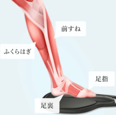 EMS Lower Body Training Bathroom Muscle Training Pelvic Floor Muscle Glutes Legs